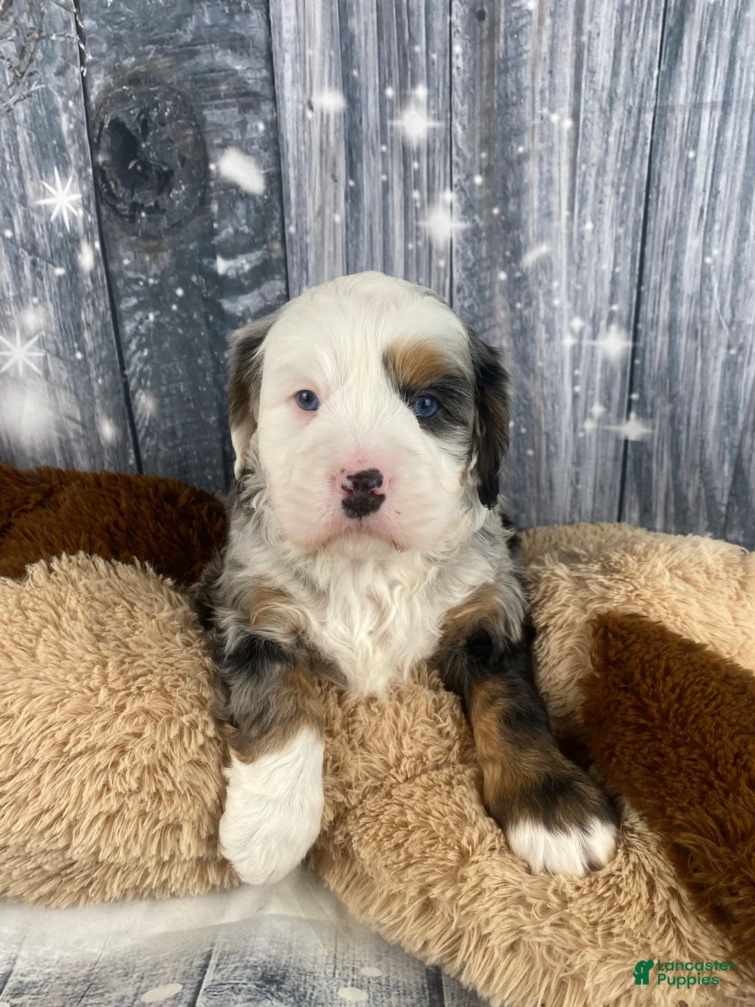 Mixed Breed dogs for sale: Rubio - Ad 11