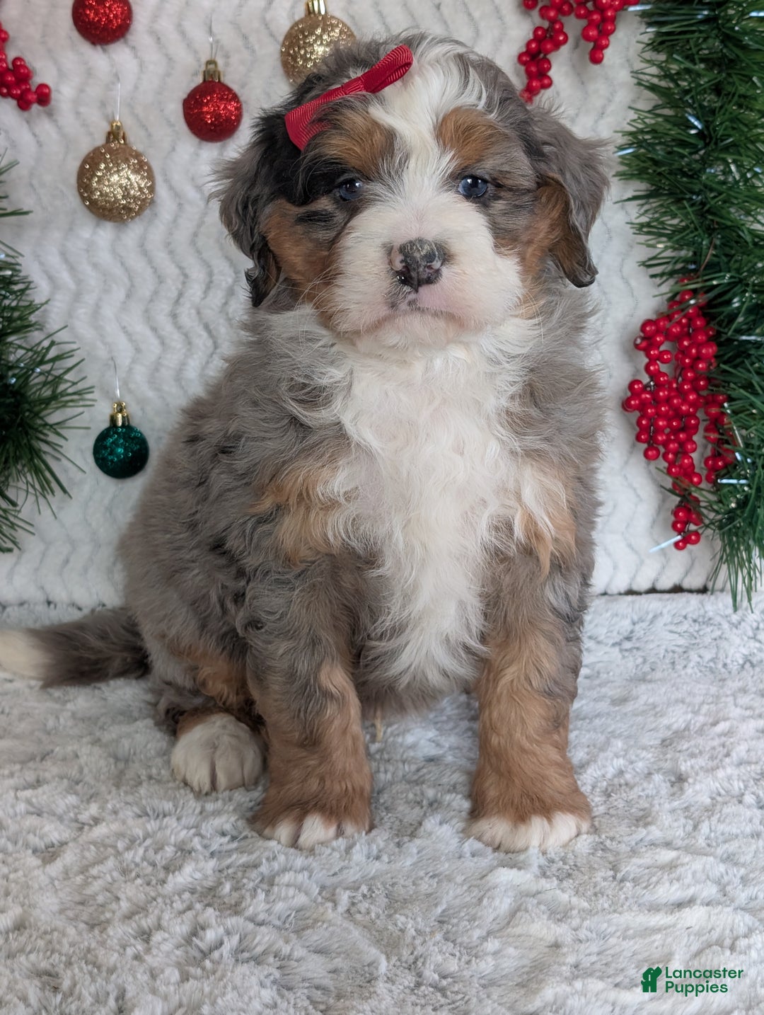 Mini Bernedoodle dogs for sale: Mini Hayes - Ad 21