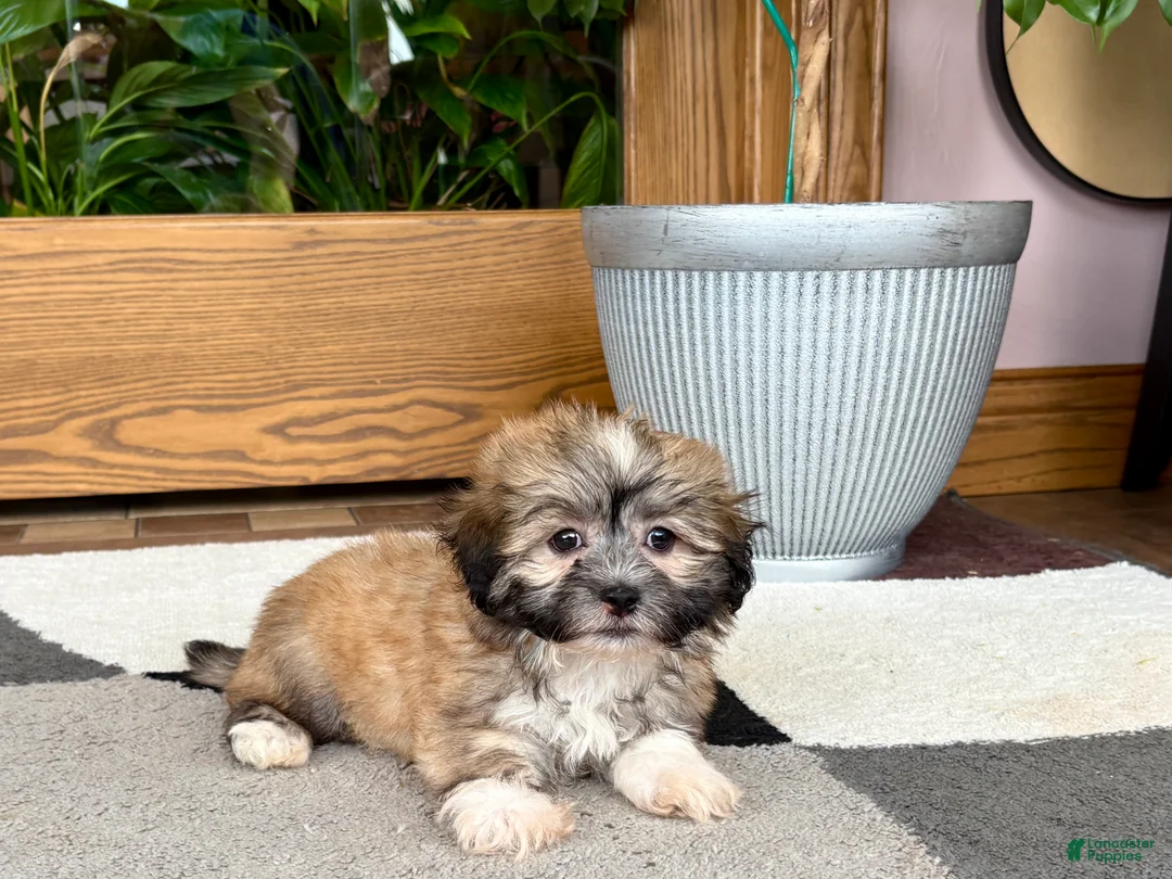 Mixed Breed dogs for sale: Lhasa/Coton male 2 - Ad 2