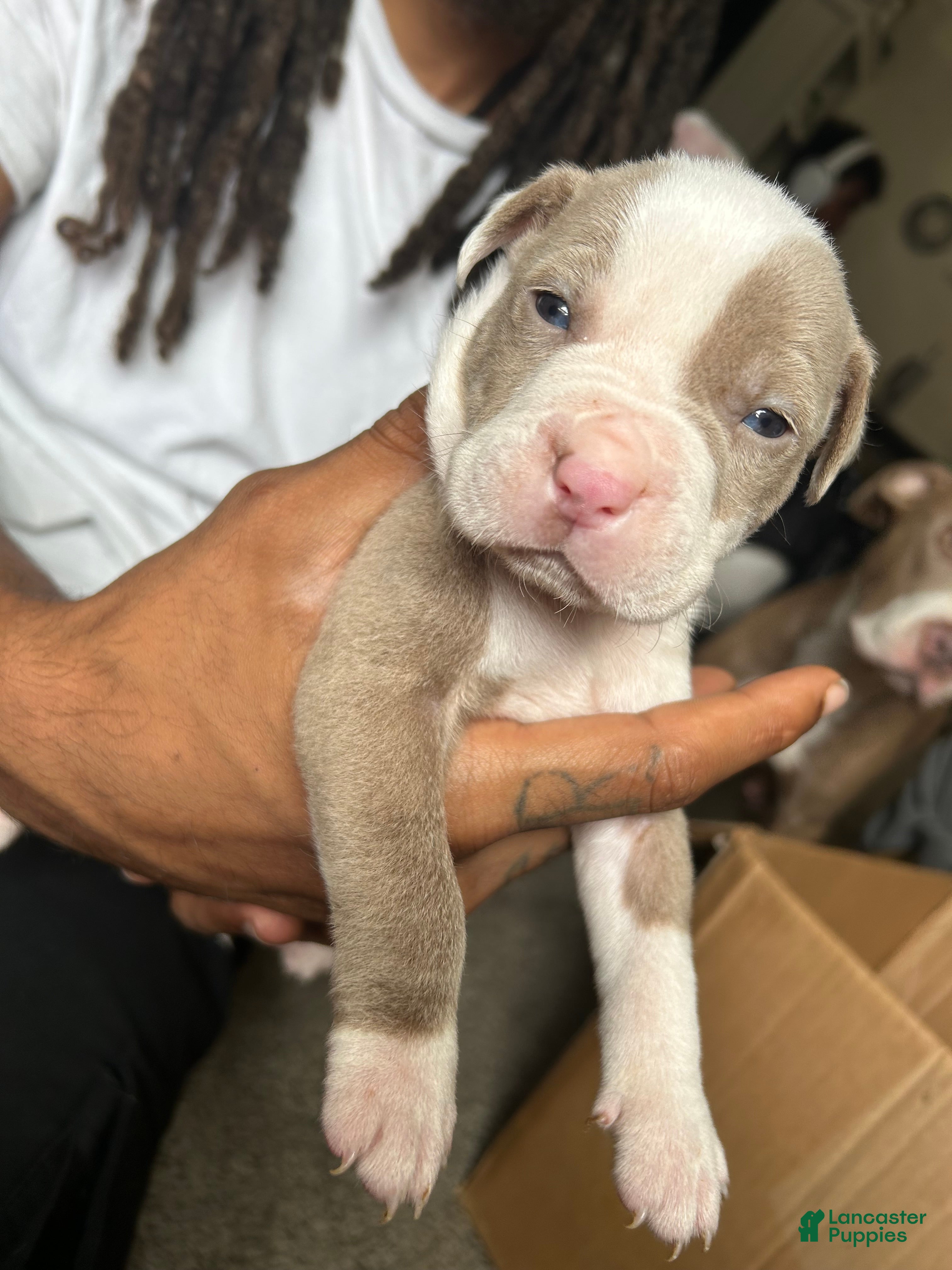 American Pit Bull Terrier dogs American Pit Bull Terrier 1 - Ad 20