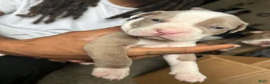 American Pit Bull Terrier 1