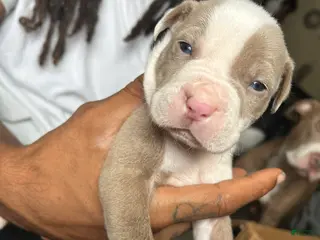 American Pit Bull Terrier dogs American Pit Bull Terrier 1 - Ad 24