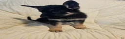 German Shepherd dogs for sale: Black Collar - Ad 5