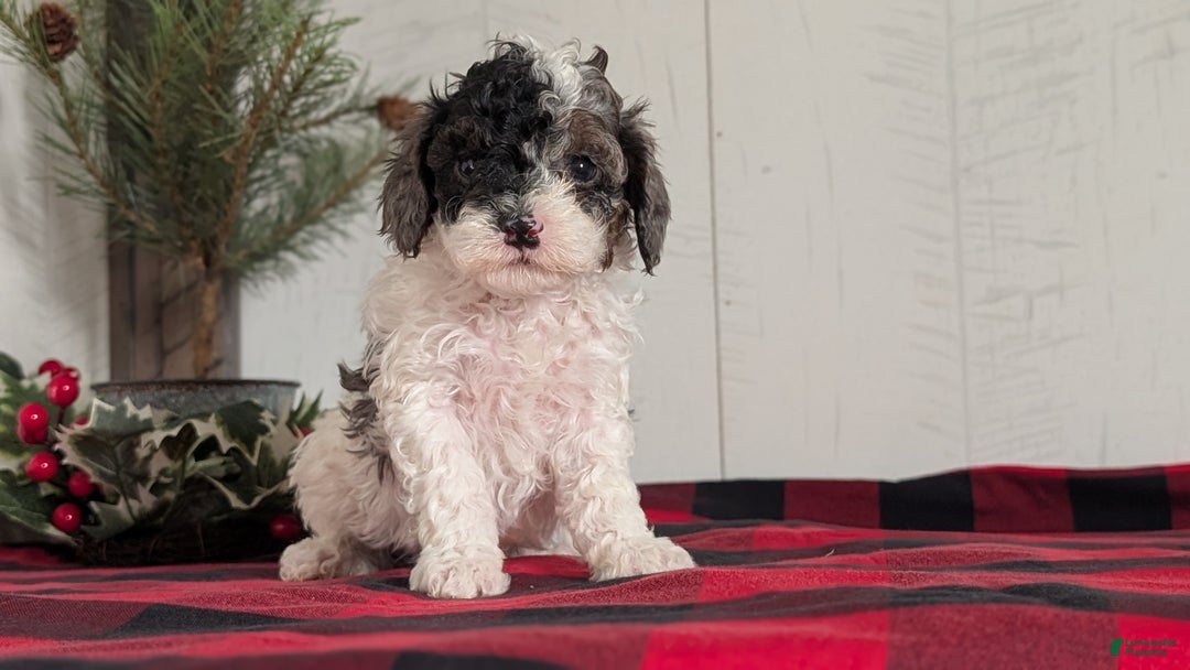 Cockapoo dogs for sale: Saint - Ad 9