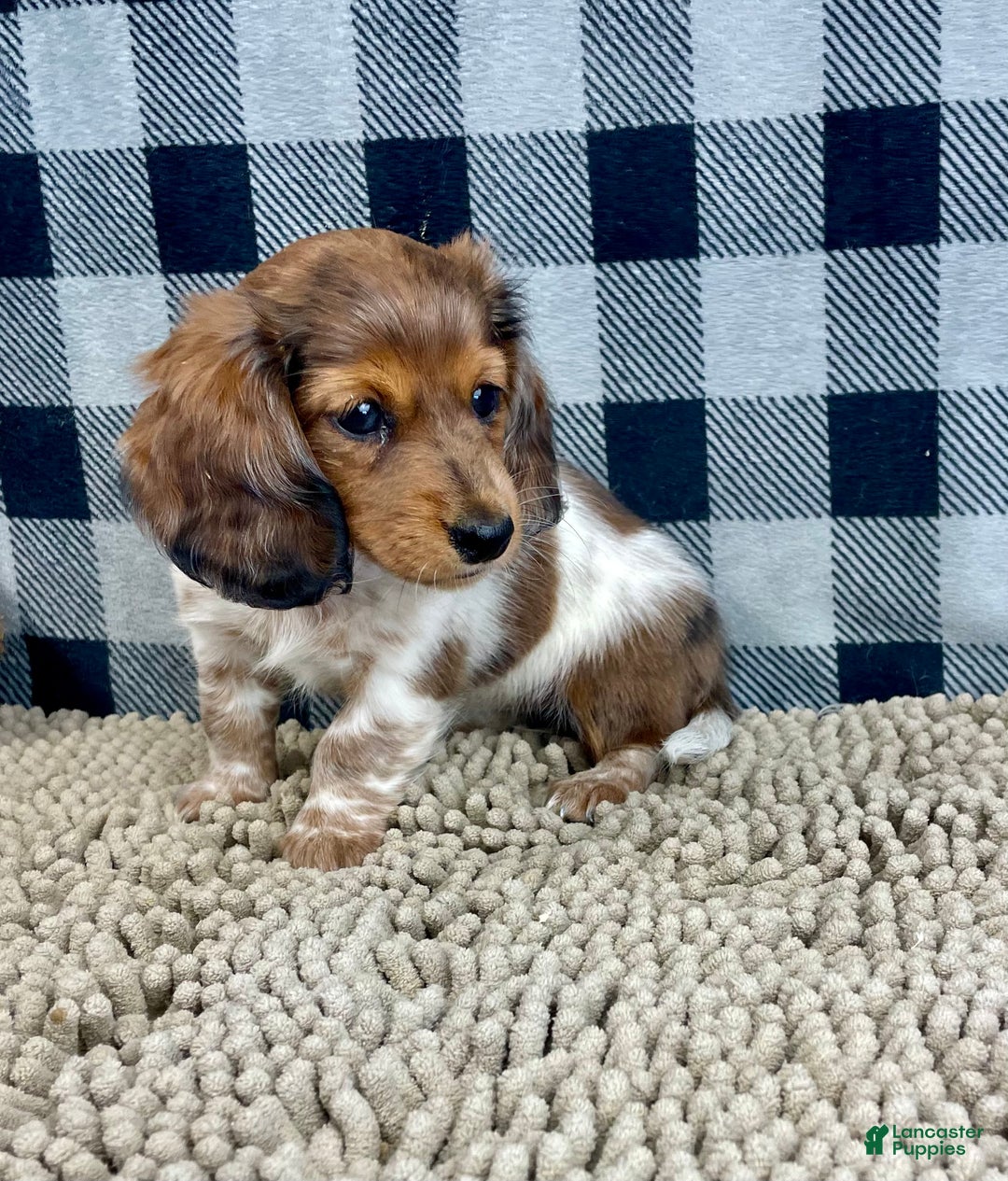 Miniature Dachshund dogs for sale: Kelly - Ad 7