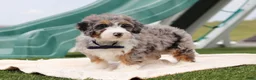Mini Bernedoodle dogs for sale: Parker - Ad 4