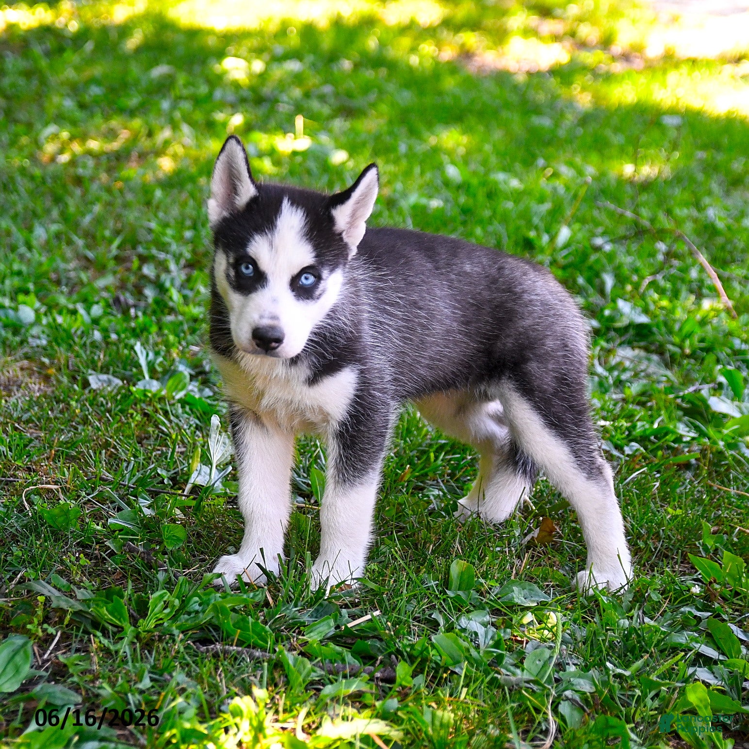 Alaskan Husky dogs Aspen - Ad 1