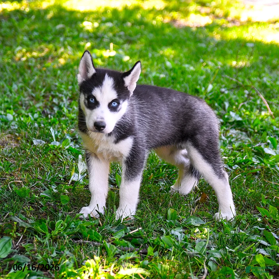 Alaskan Husky dogs for sale: Aspen - Ad 1