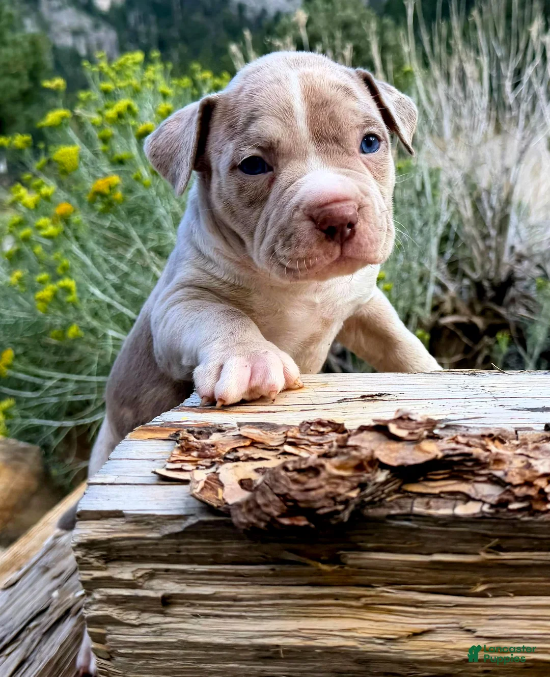 American Bully dogs for sale: "ICE CUBE" BLUE MERLE - Ad 1