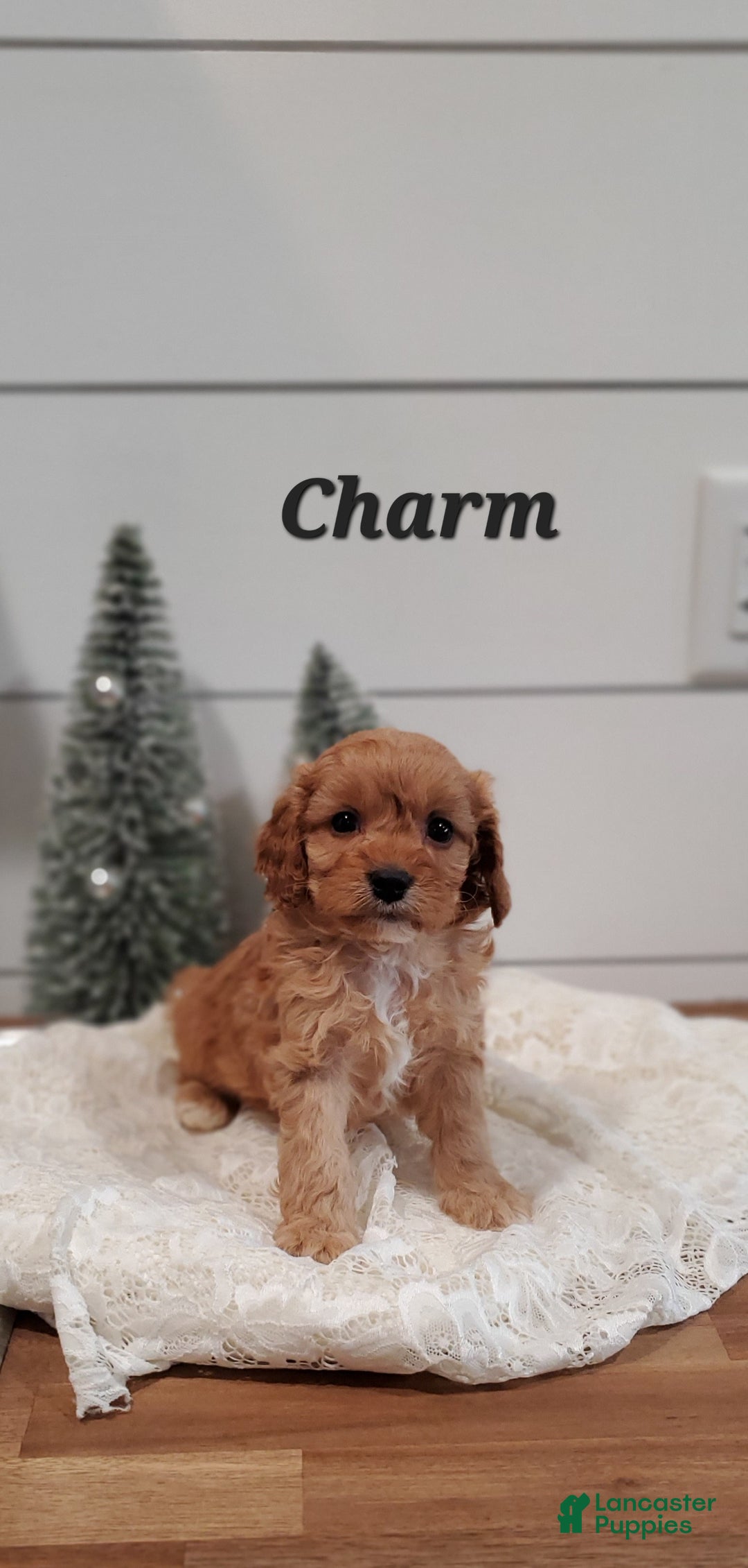 Cavapoo dogs for sale: Charm - Ad 6