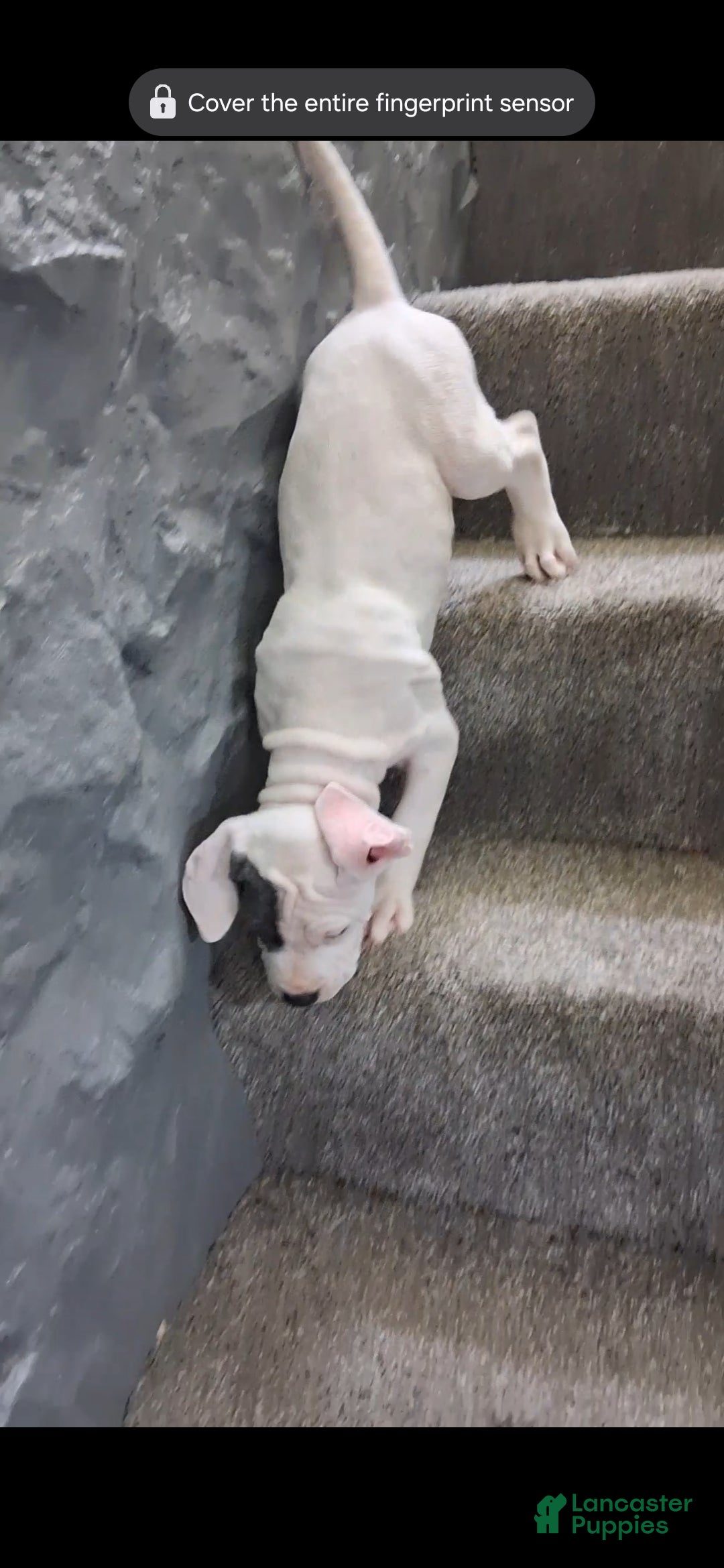 American Bully dogs American Bully Puppy 5 - Ad 31