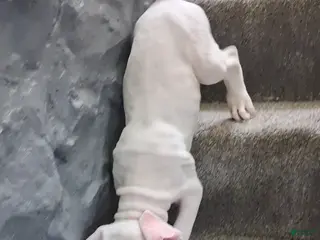 American Bully dogs American Bully Puppy 5 - Ad 31