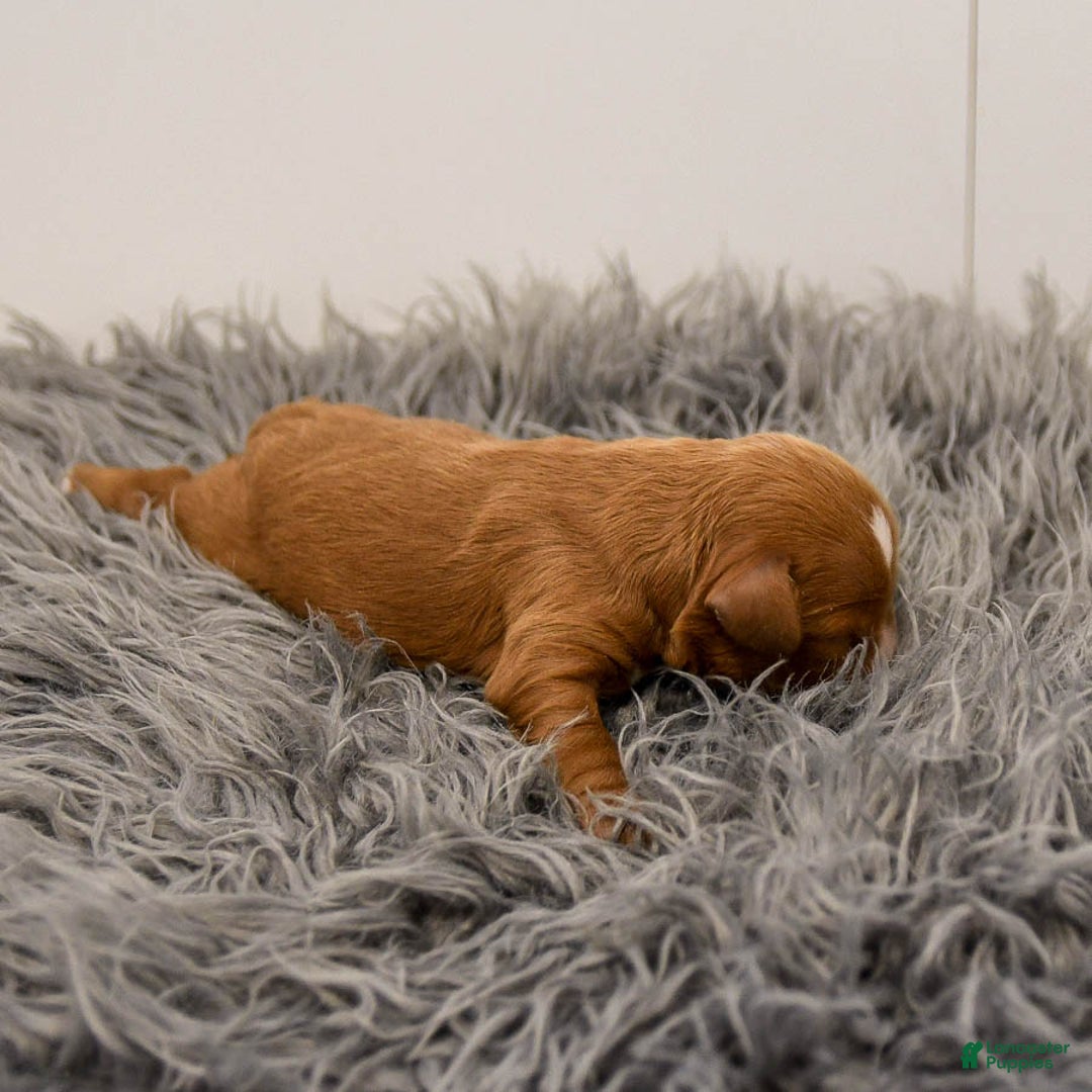 Cavapoo dogs for sale: Monty - Ad 4