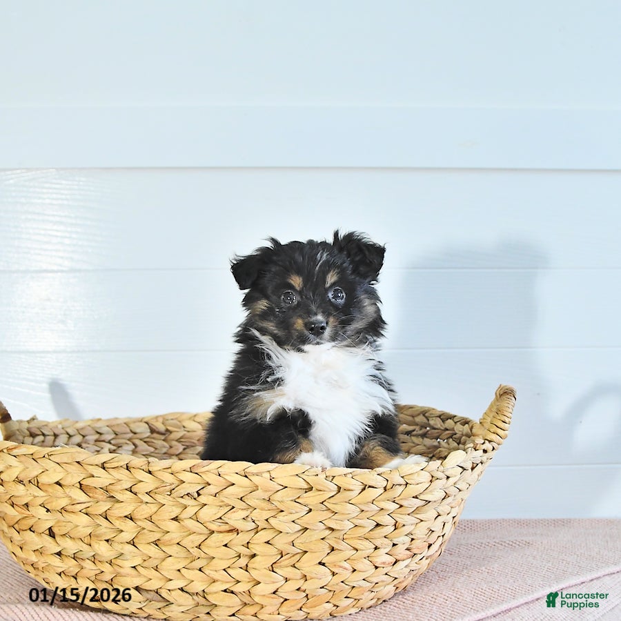 Miniature Australian Shepherd dogs Mia  - Ad 23