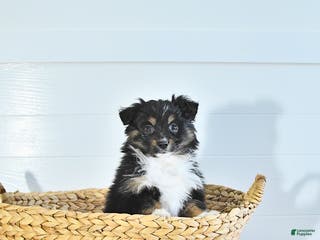 Miniature Australian Shepherd dogs Mia - Ad 23