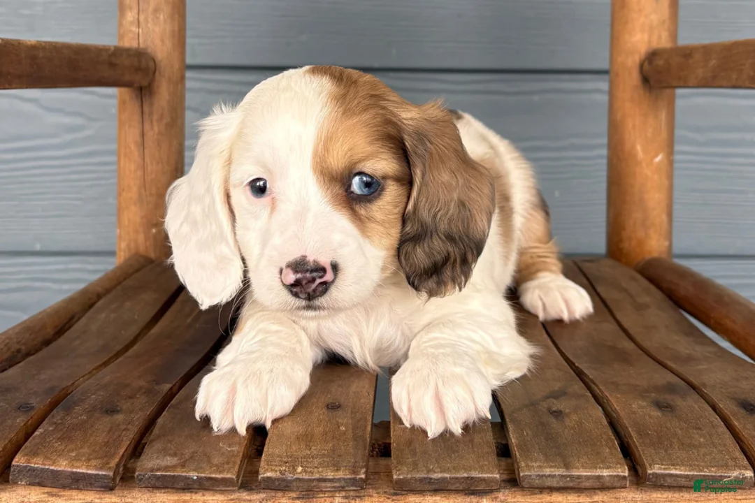 Miniature Dachshund dogs for sale: Marble - Ad 1
