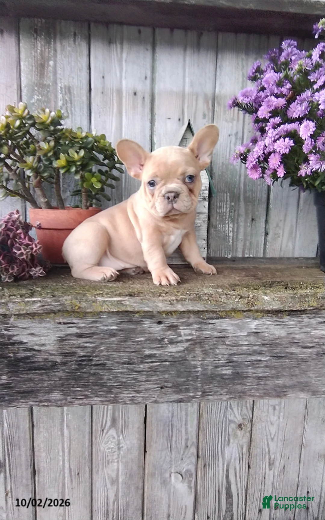 French Bulldog dogs for sale: Autumn - Ad 8