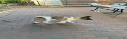 Akita dogs for sale: Ash - Ad 3