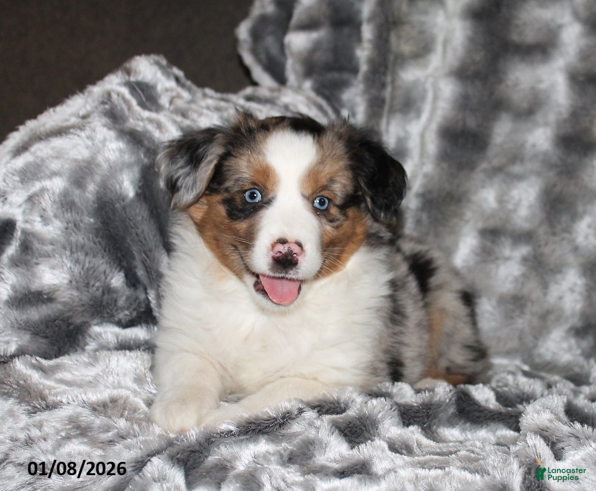 Miniature Australian Shepherd dogs Abby - Ad 23