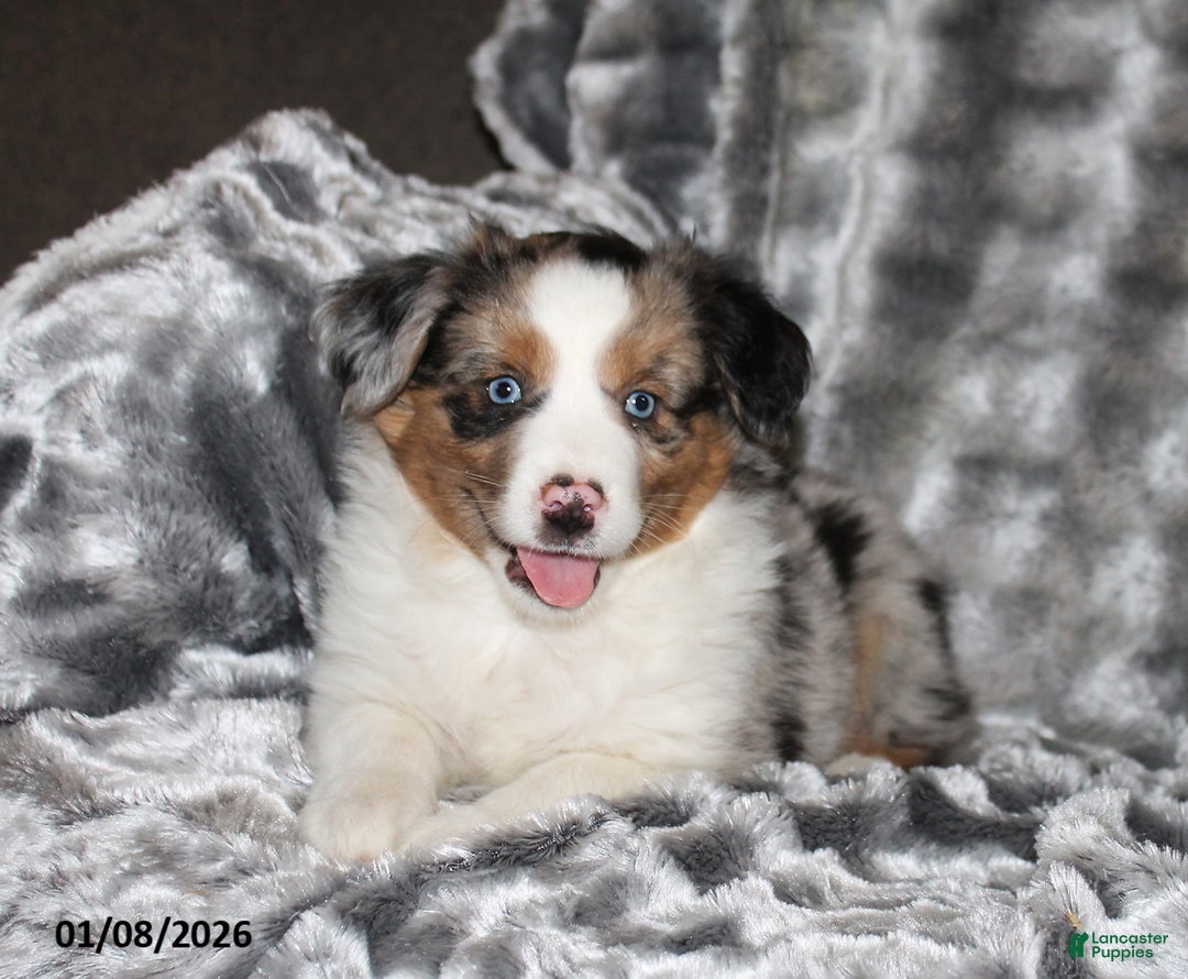 Miniature Australian Shepherd dogs for sale: Abby - Ad 2