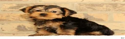 Yorkshire Terrier dogs for sale: Bo - Ad 3