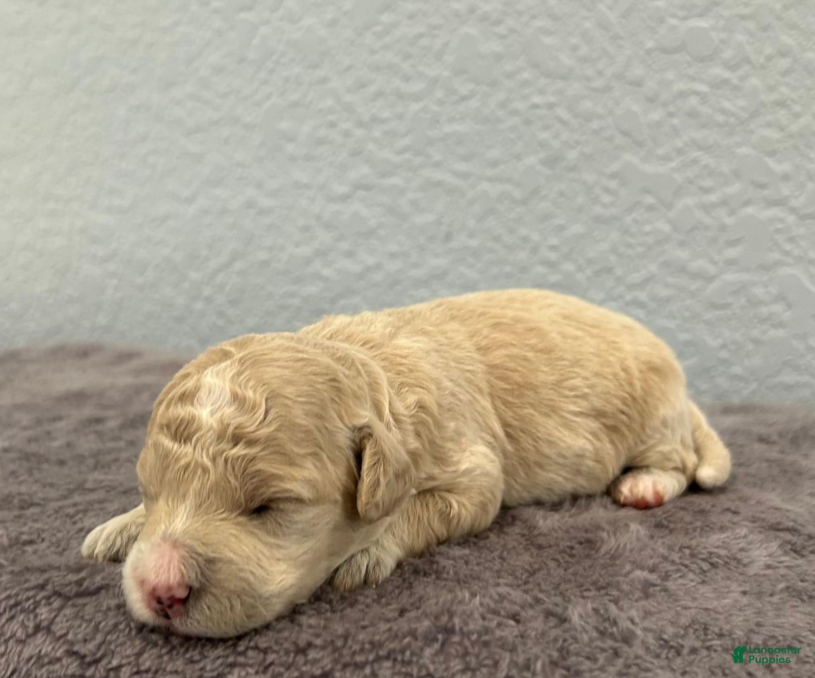 Mini Goldendoodle dogs Tilly - Ad 30