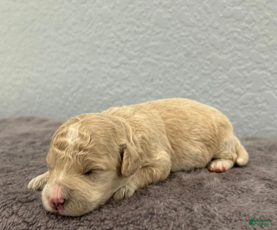 Mini Goldendoodle dogs for sale: Tilly - Ad 1