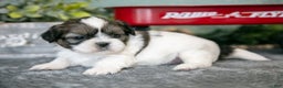 Shih Tzu dogs for sale: Alan - Ad 3