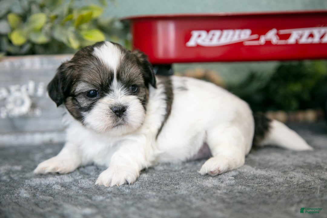 Shih Tzu dogs for sale: Alan - Ad 3