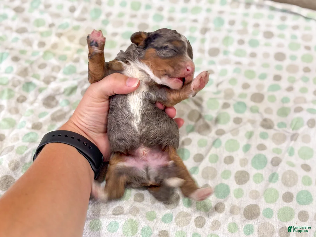 Mini Bernedoodle dogs for sale: Snickers  - Ad 2