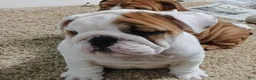 English Bulldog dogs for sale: Jamison - Ad 9