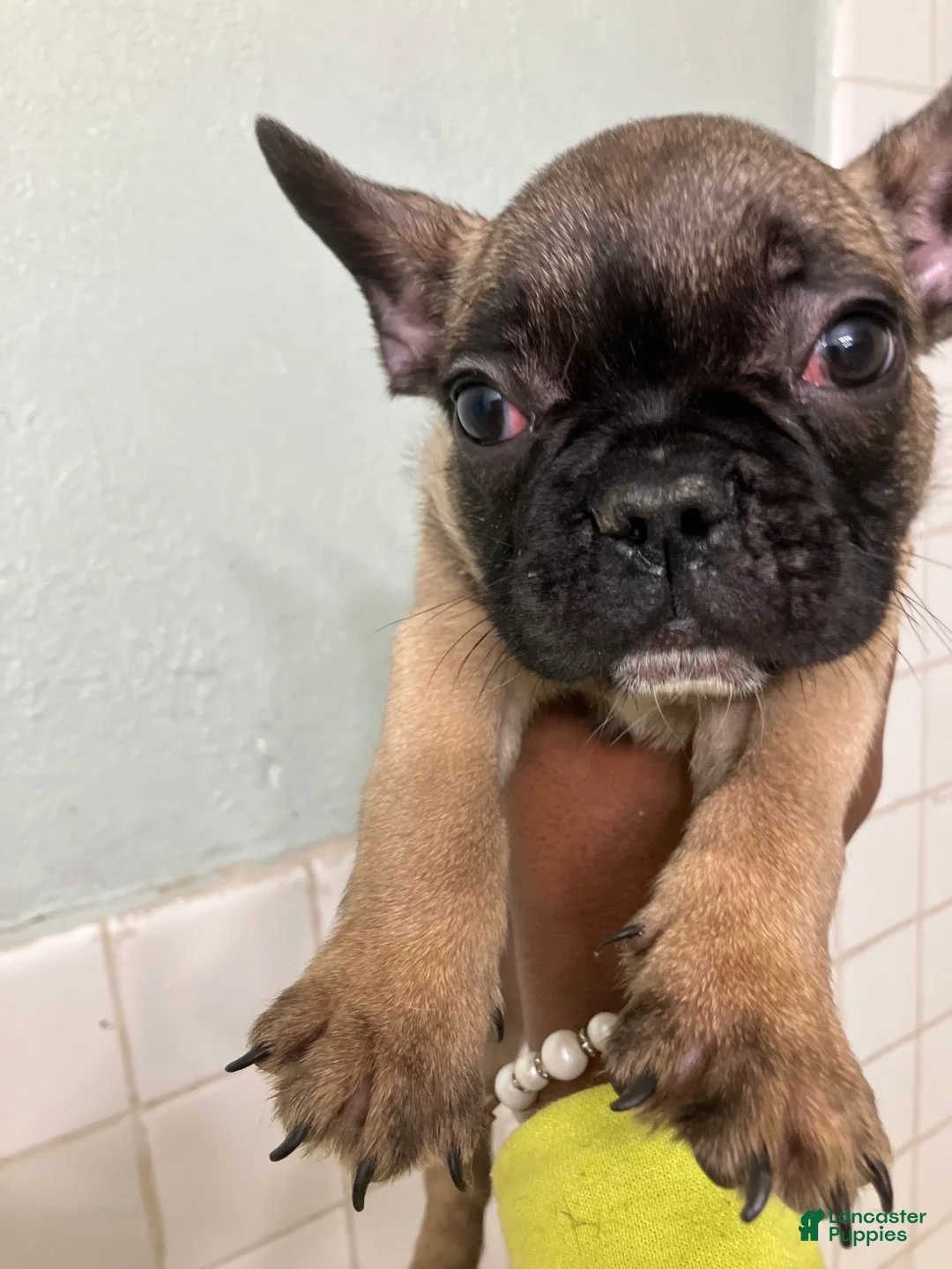 French Bulldog dogs for sale: French Bulldog 2 - Ad 4