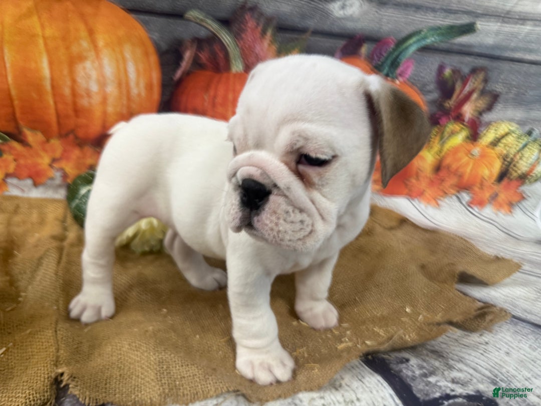 English Bulldog dogs for sale: Mayo - Ad 13