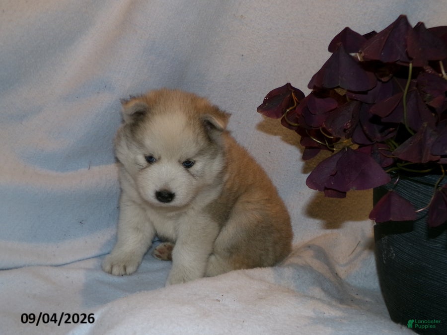 Pomsky dogs Buster - Ad 1