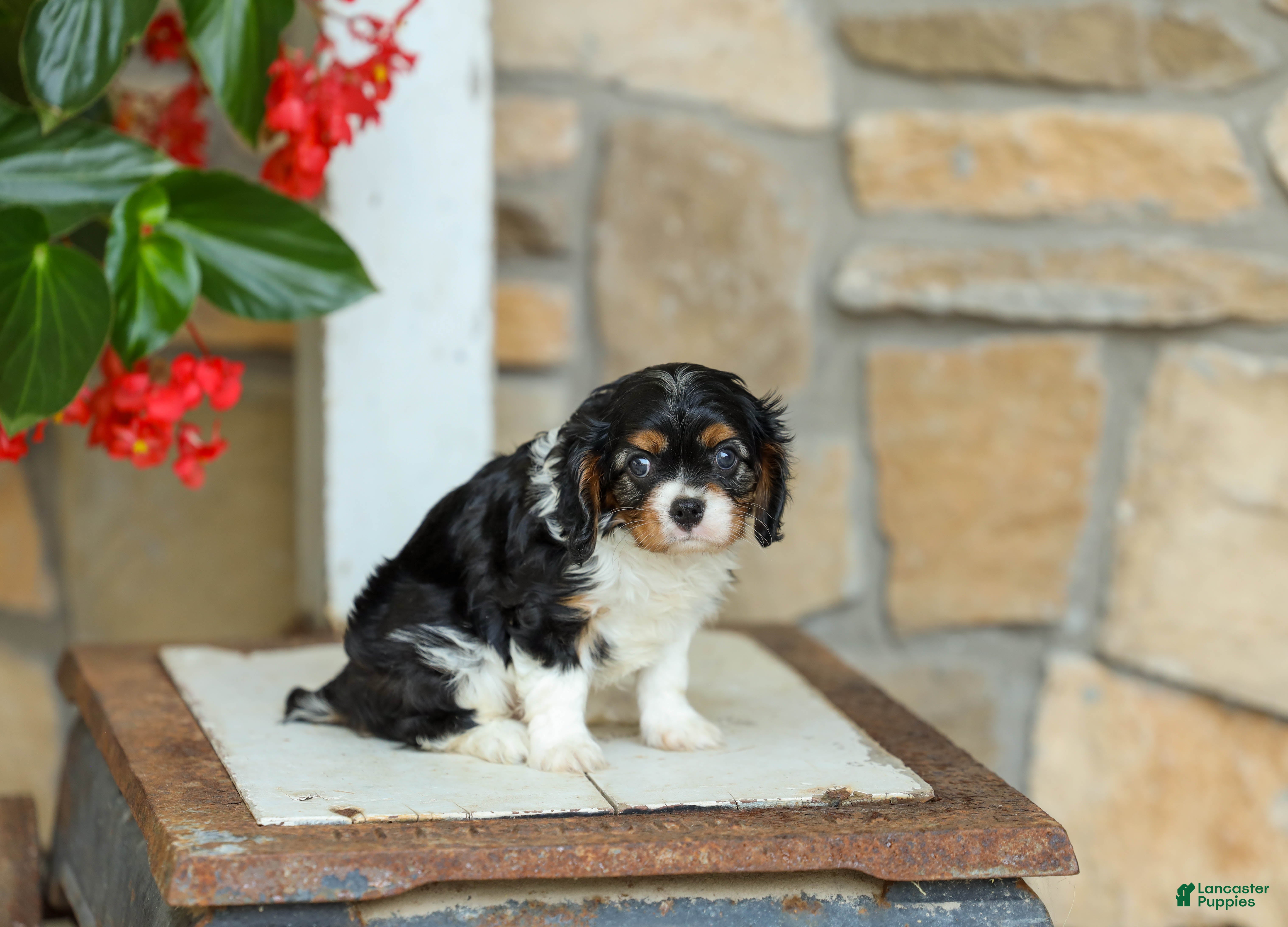 Cavalier King Charles Spaniel dogs for sale: AKC Willow - Ad 2