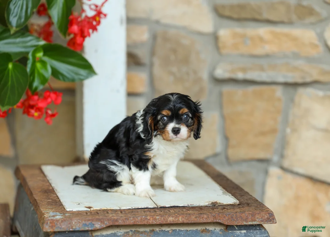 Cavalier King Charles Spaniel dogs for sale: AKC Willow - Ad 1