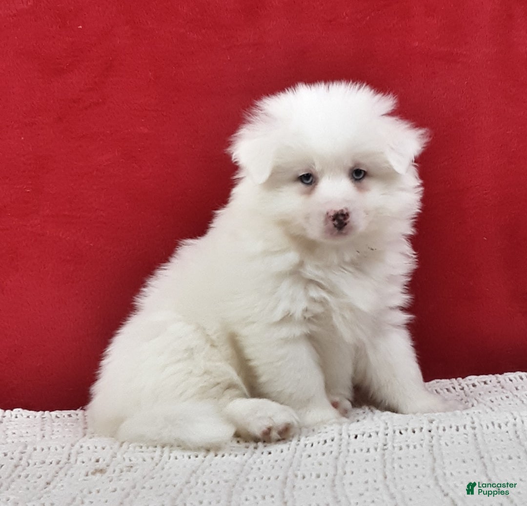 Pomsky dogs for sale: Blizzard  - Ad 2