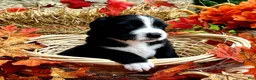 Mixed Breed dogs for sale: Millie - Ad 2
