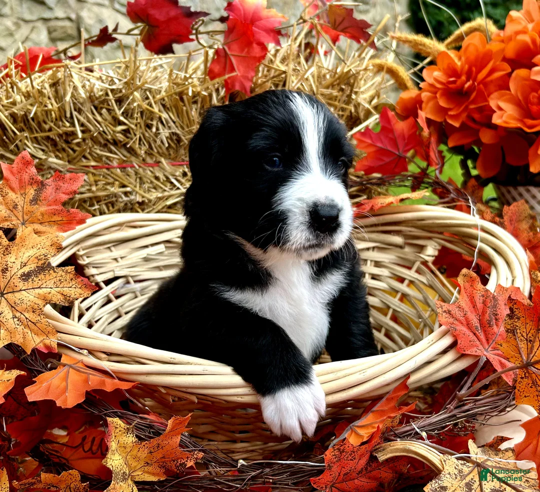 Mixed Breed dogs for sale: Millie - Ad 2
