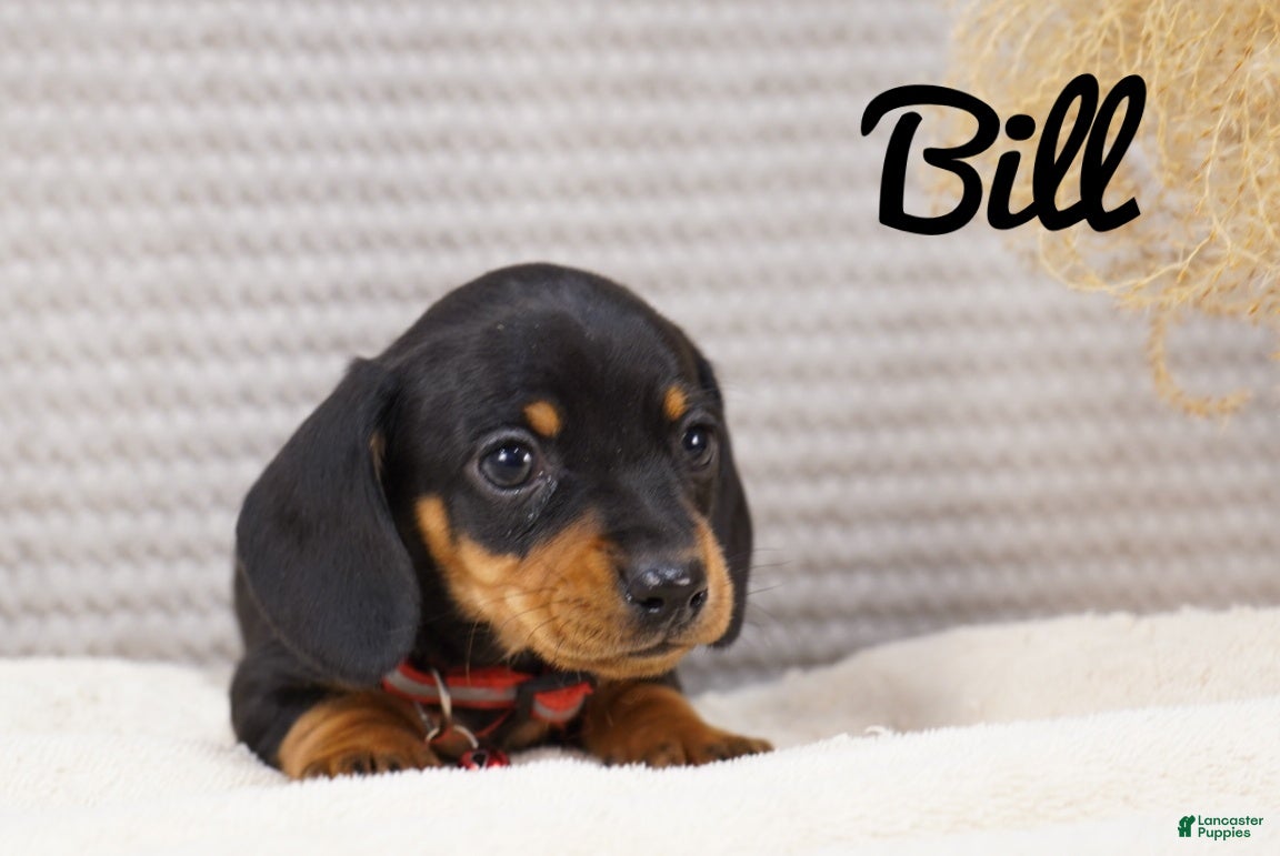Dachshund dogs Bill - Ad 2