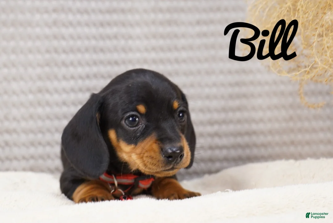 Dachshund dogs for sale: Bill - Ad 2