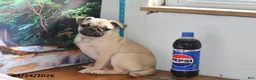 Pug dogs for sale: Valentina - Ad 1