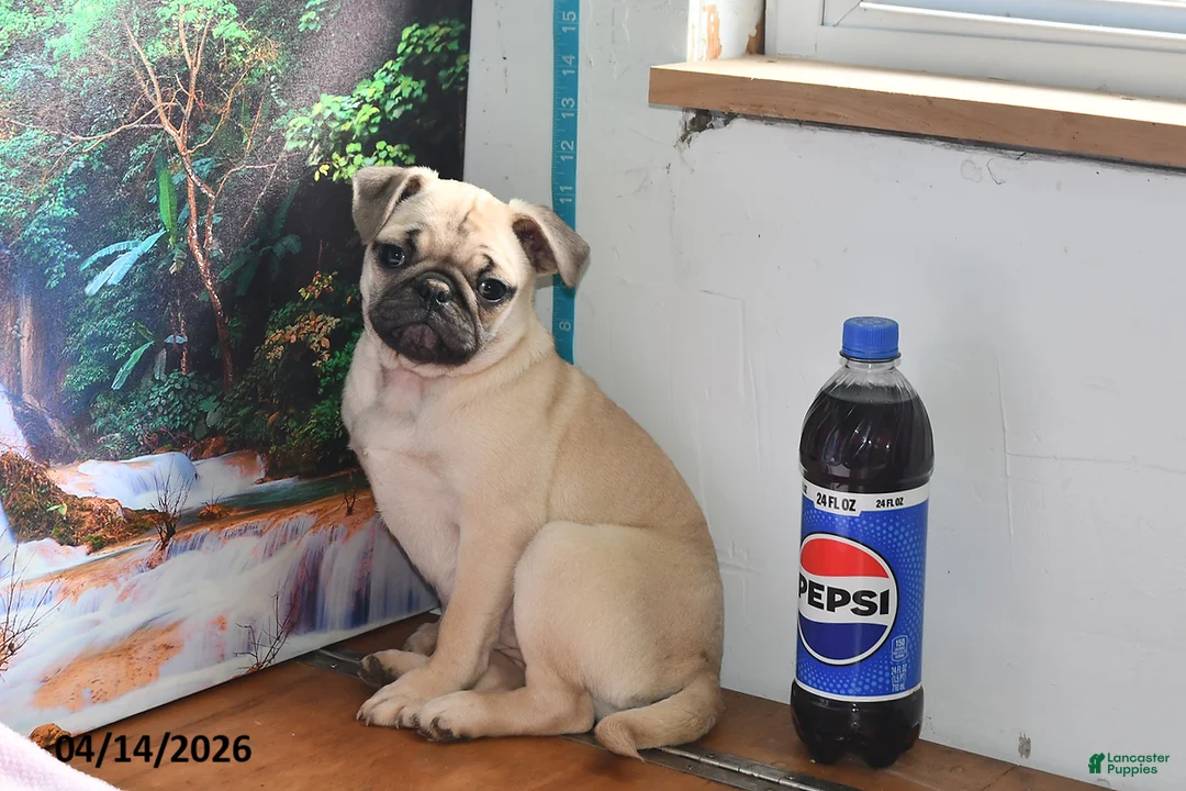 Pug dogs for sale: Valentina - Ad 1