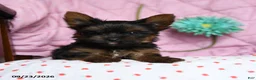 Yorkshire Terrier dogs for sale: Cinnamon - Ad 5