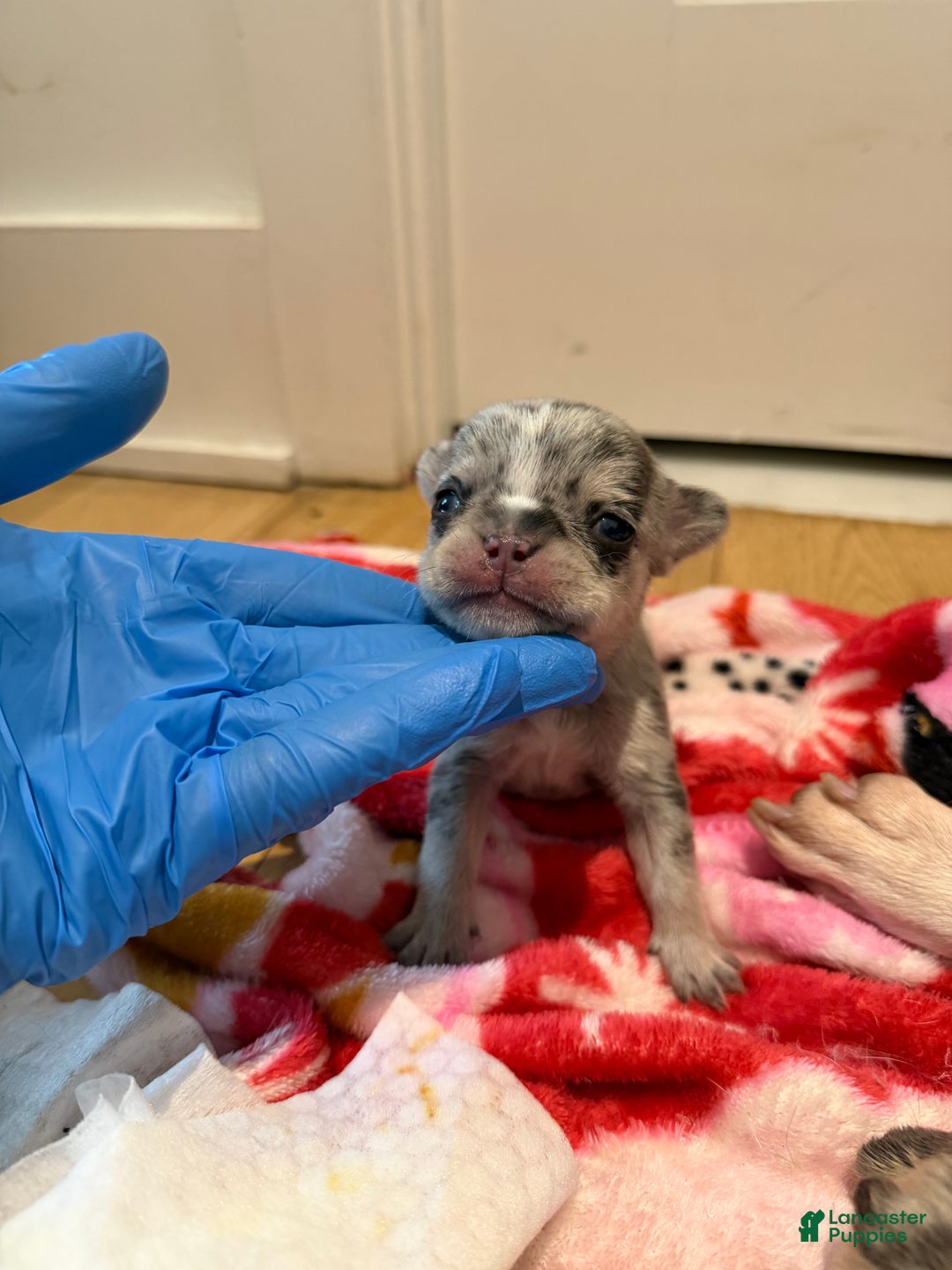 French Bulldog dogs for sale: Stormie - Ad 14