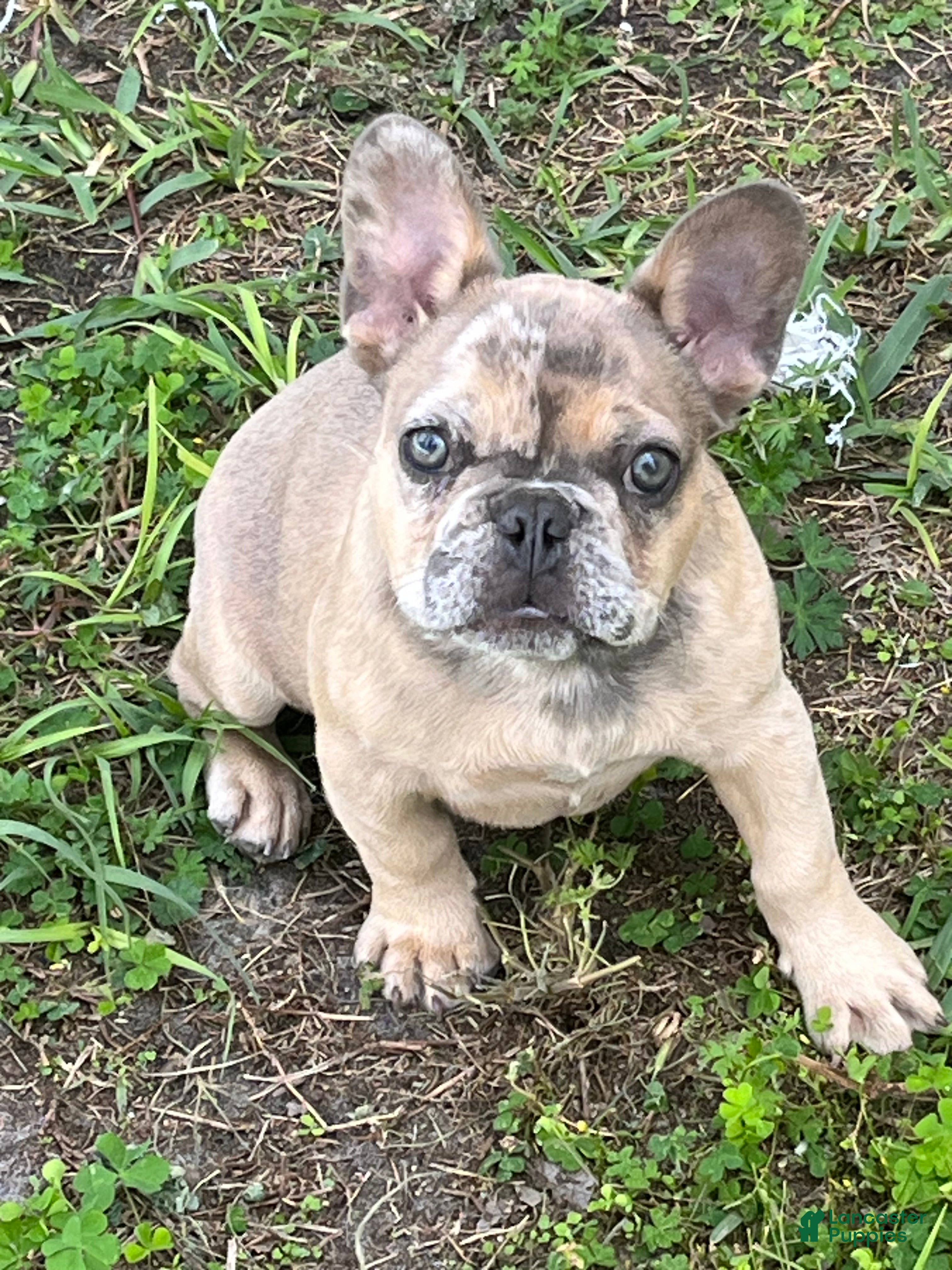 French Bulldog dogs Taco - Ad 1