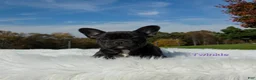 Mixed Breed dogs for sale: Twinkle - Ad 3