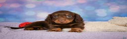 Miniature Dachshund dogs for sale: AKC JOY - Ad 6