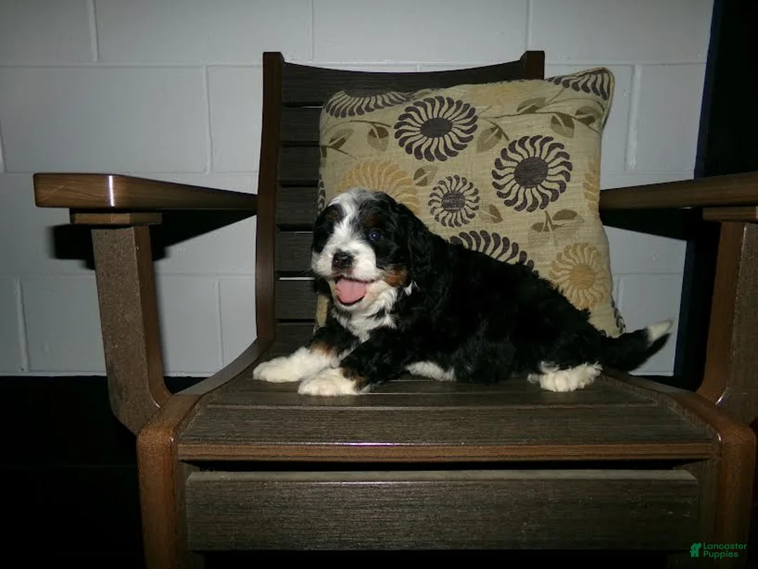 Mini Bernedoodle dogs for sale: Alfred - Ad 4