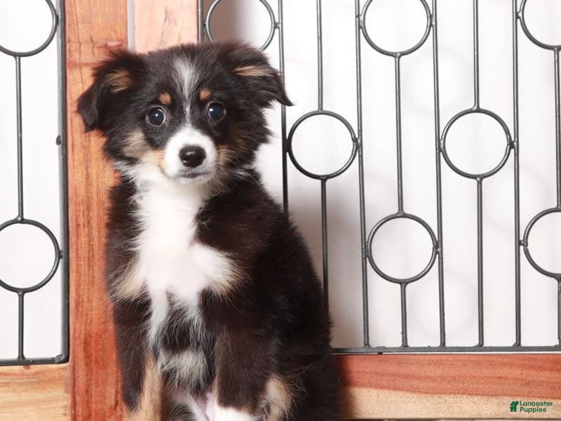 Miniature Australian Shepherd dogs Stella - Ad 7